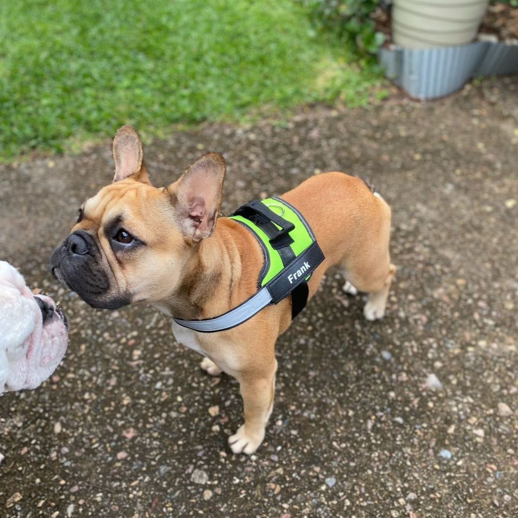 Personalized No-Pull Dog Harness with Name