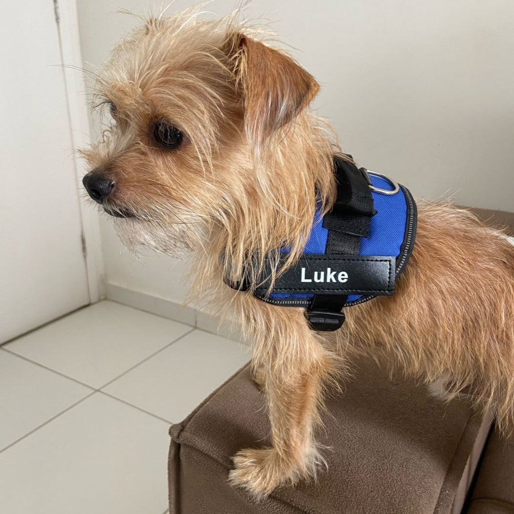 Personalized No-Pull Dog Harness with Name