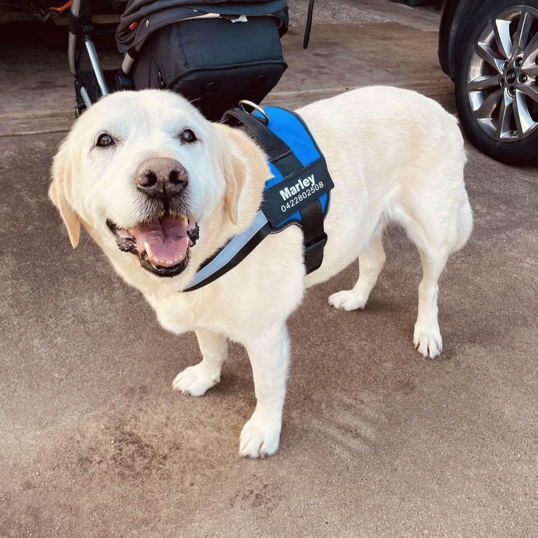 Personalized No-Pull Dog Harness with Name