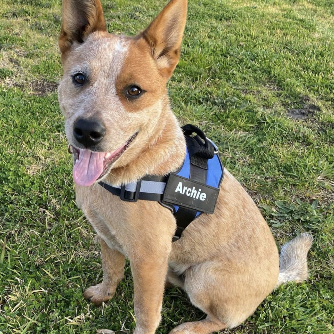 Personalized No-Pull Dog Harness with Name