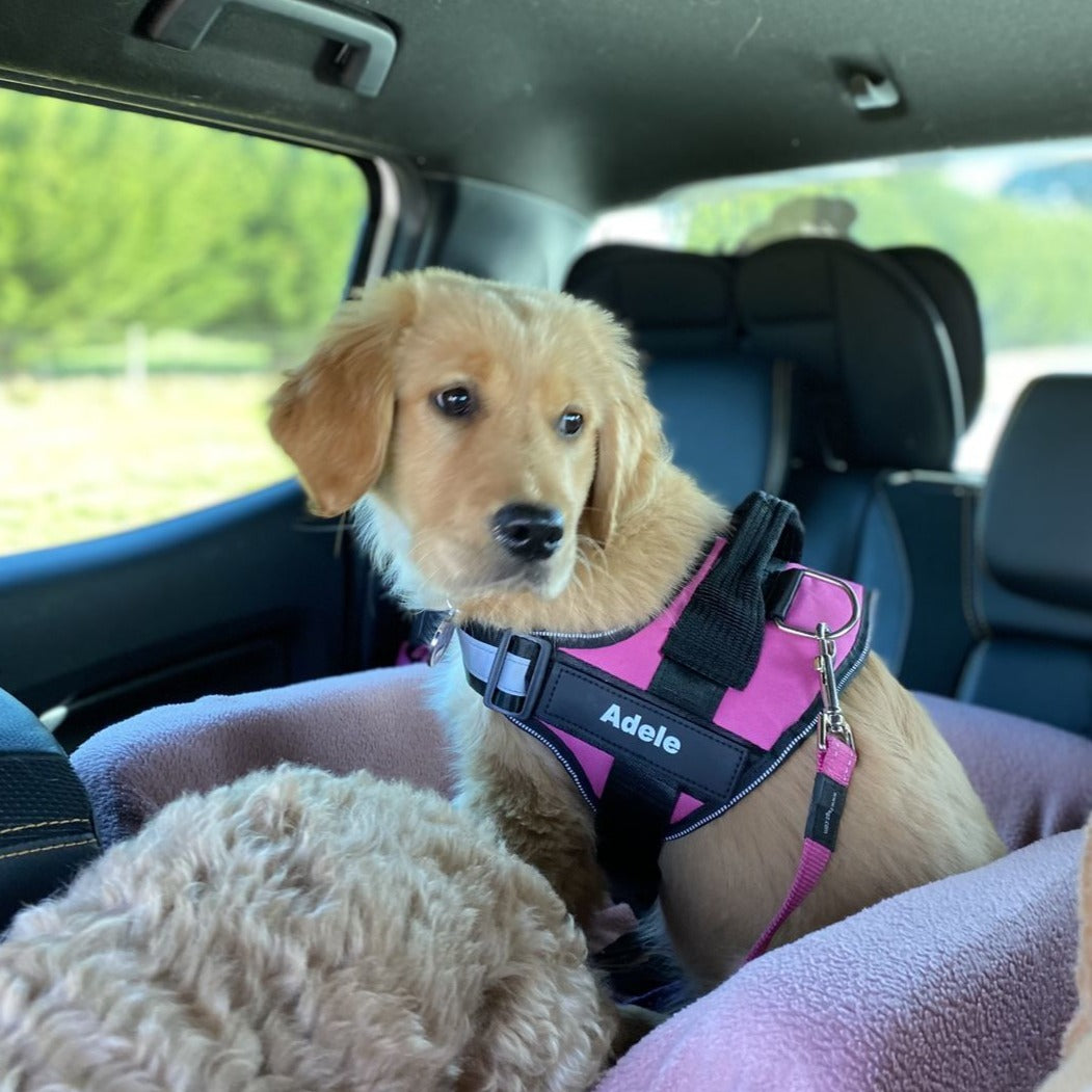 Personalized No-Pull Dog Harness with Name