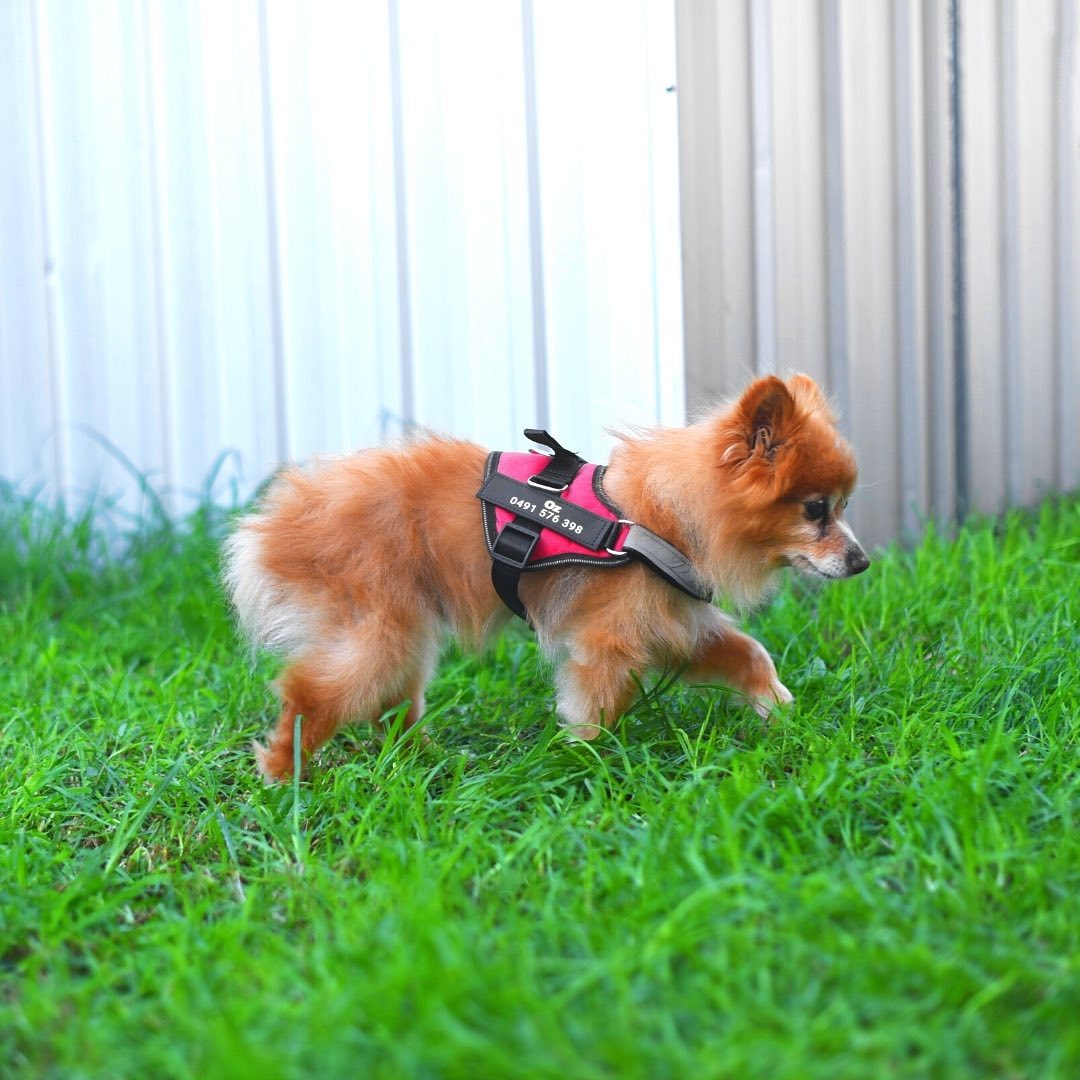 Personalized No-Pull Dog Harness with Name