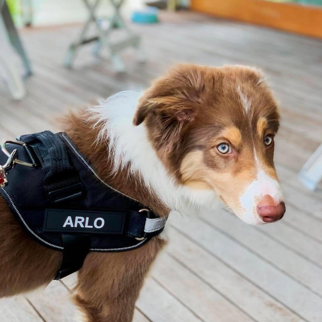 Personalized No-Pull Dog Harness with Name