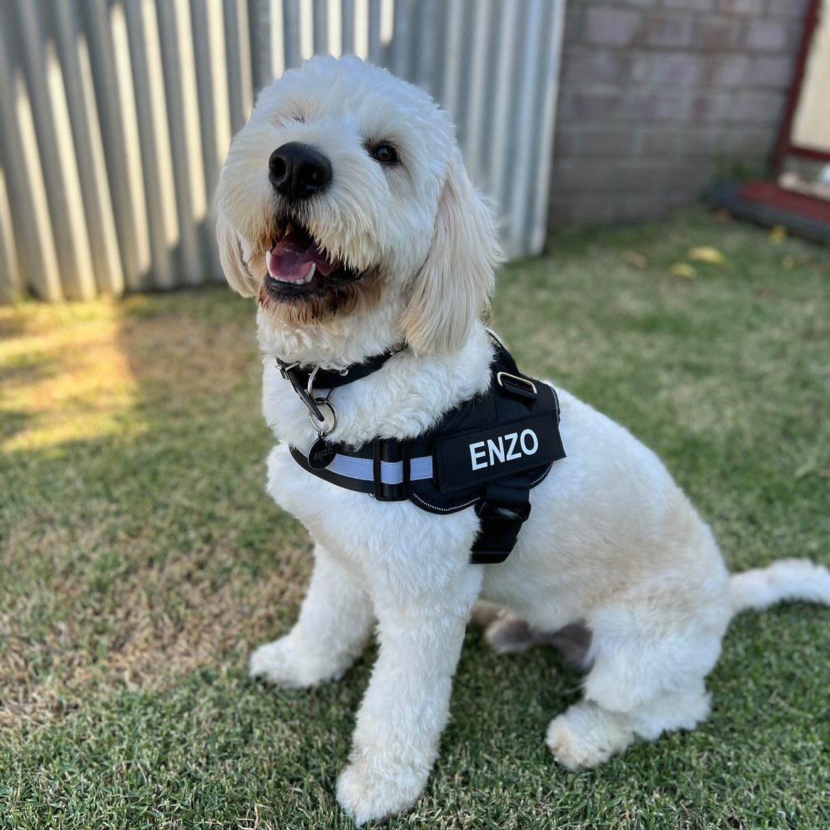 Personalized No-Pull Dog Harness with Name